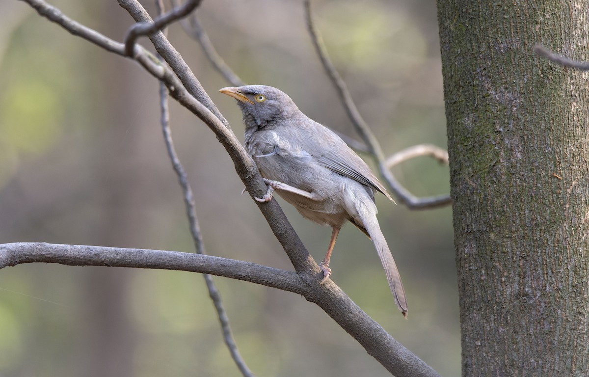 Jungle Babbler - ML618154095