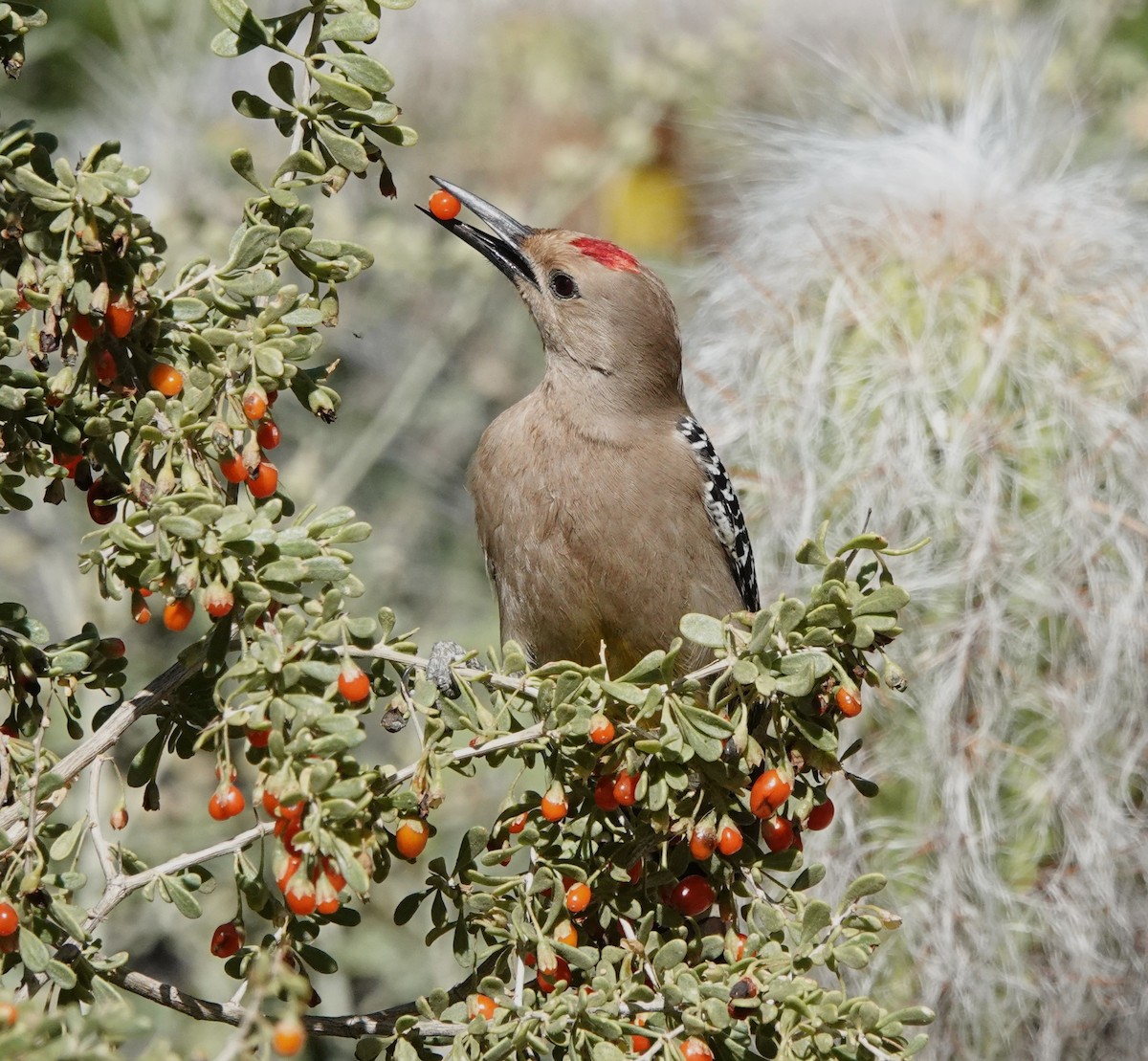 Gila Woodpecker - Dawn Abbott