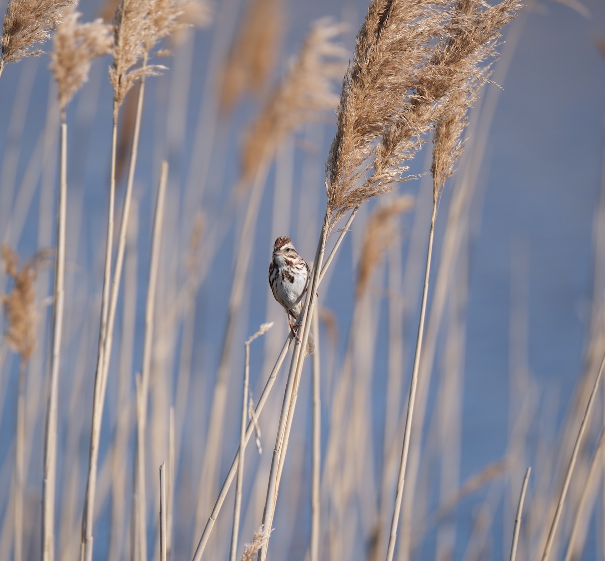 Song Sparrow - Emily Wiggans