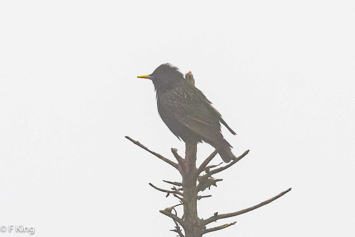 European Starling - Frank King