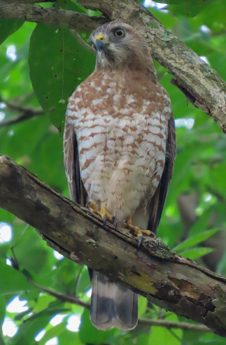 Broad-winged Hawk - ML618154109