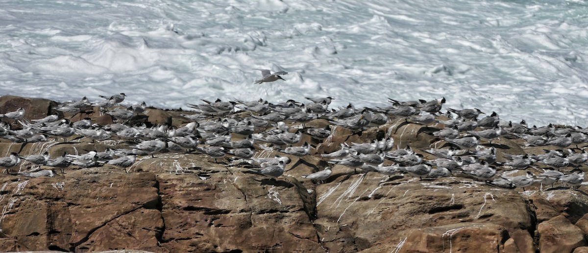 Great Crested Tern - ML618154120