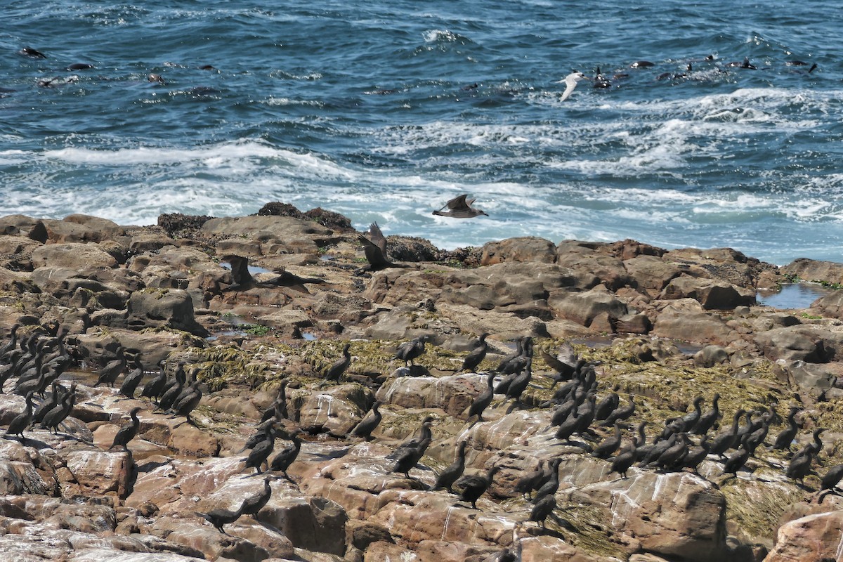 Cape Cormorant - Hubert Söhner