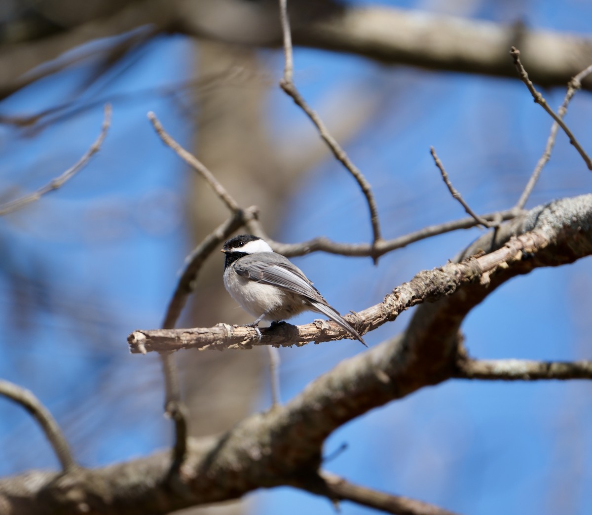 Black-capped Chickadee - ML618154141