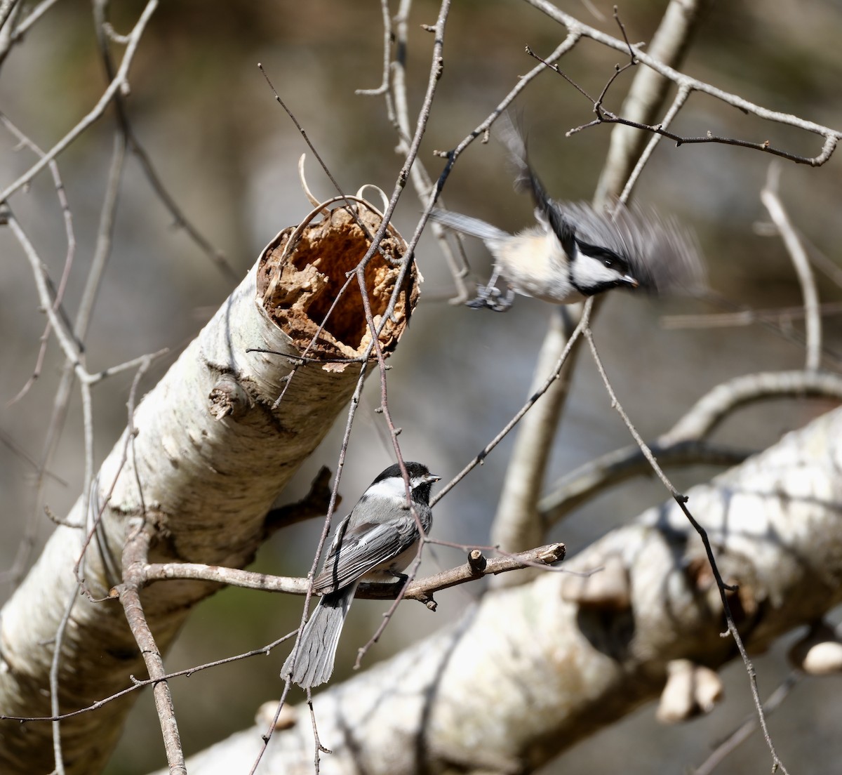 Black-capped Chickadee - ML618154142