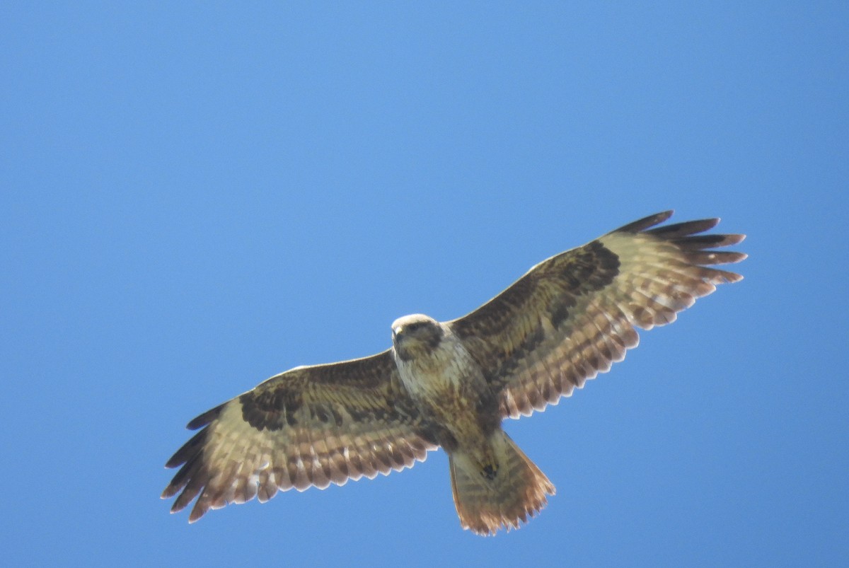 Common Buzzard - ML618154170