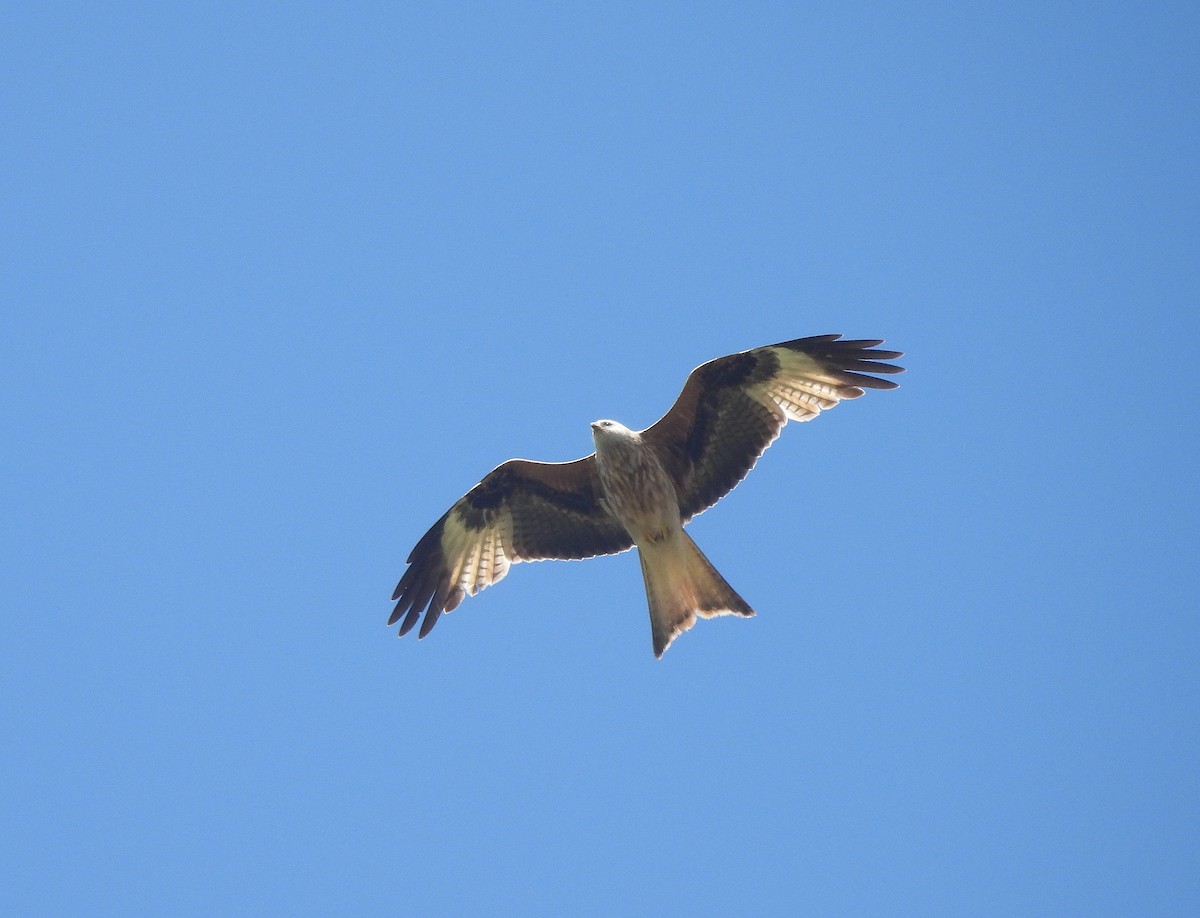 Red Kite - ML618154171