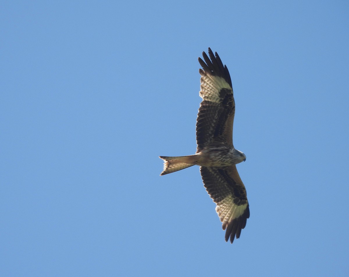 Red Kite - ML618154173