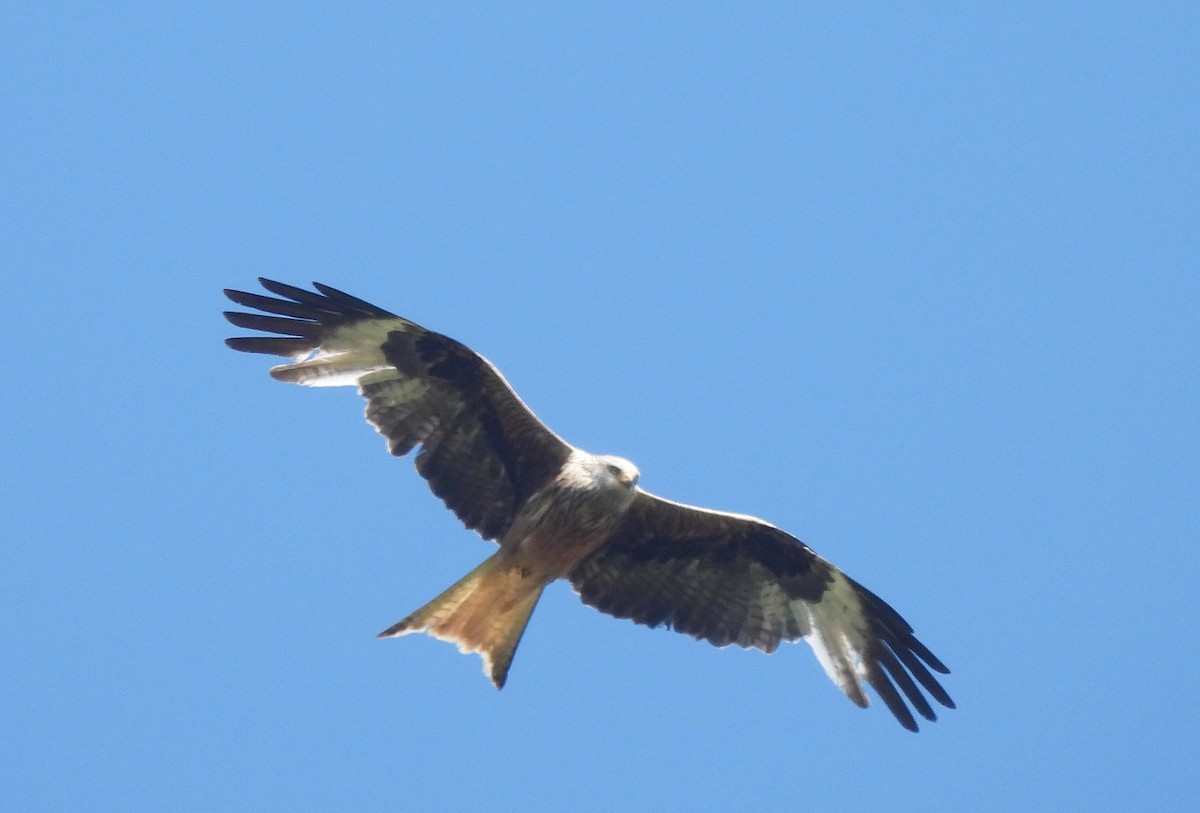 Red Kite - ML618154176