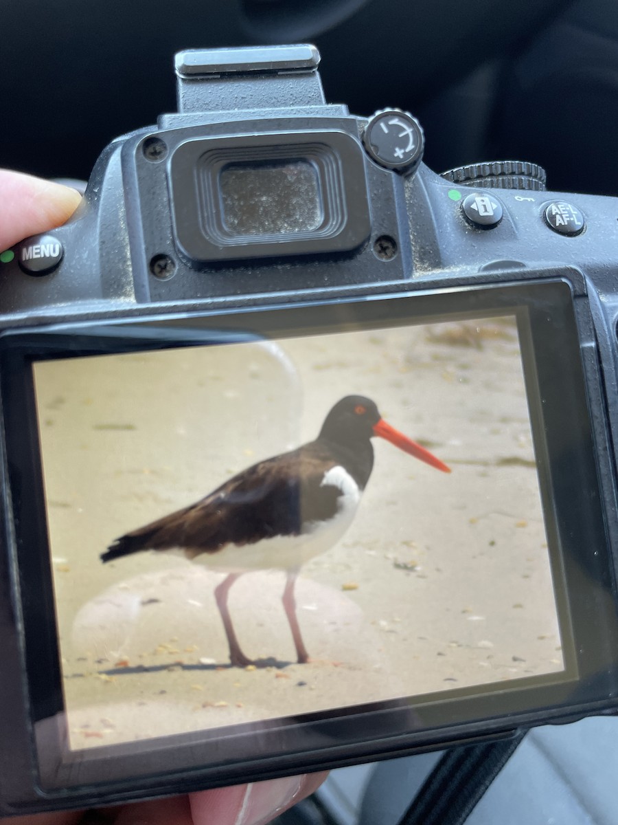 American Oystercatcher - Al Della Bella