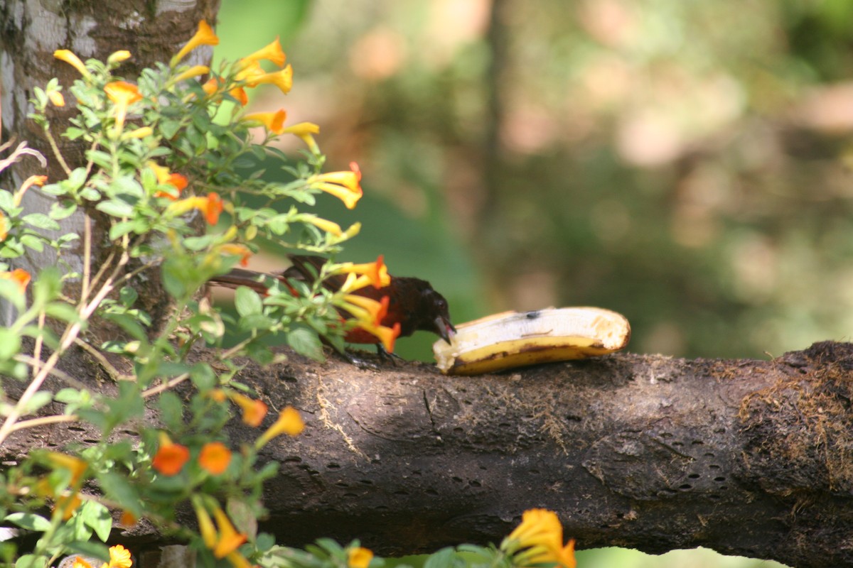 Crimson-backed Tanager - Alfonso Escabosa