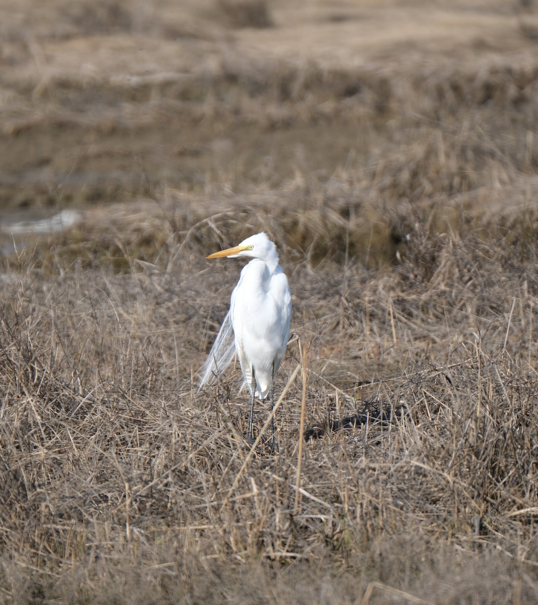 Great Egret - Emily Wiggans