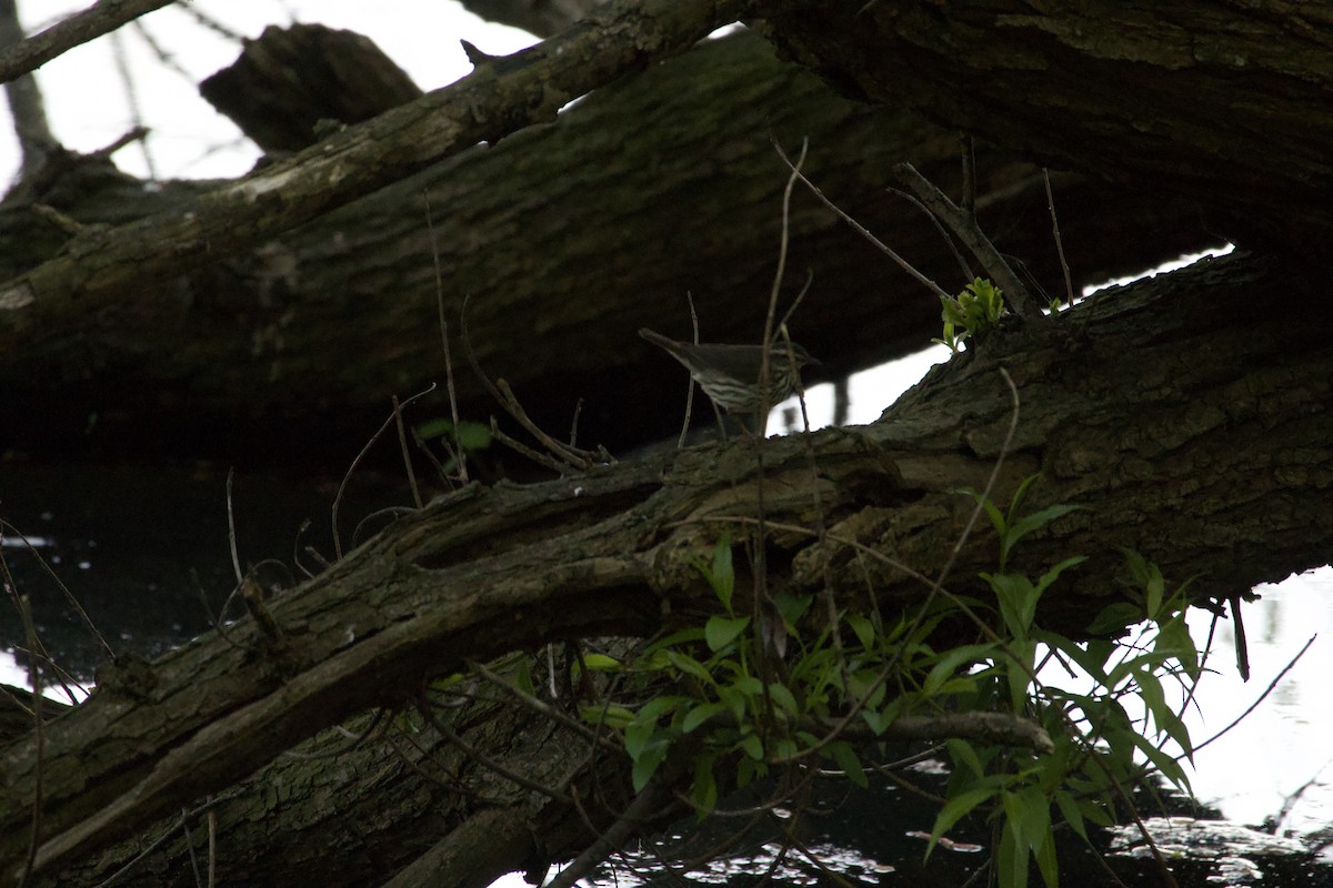 Northern Waterthrush - Lester Rhee