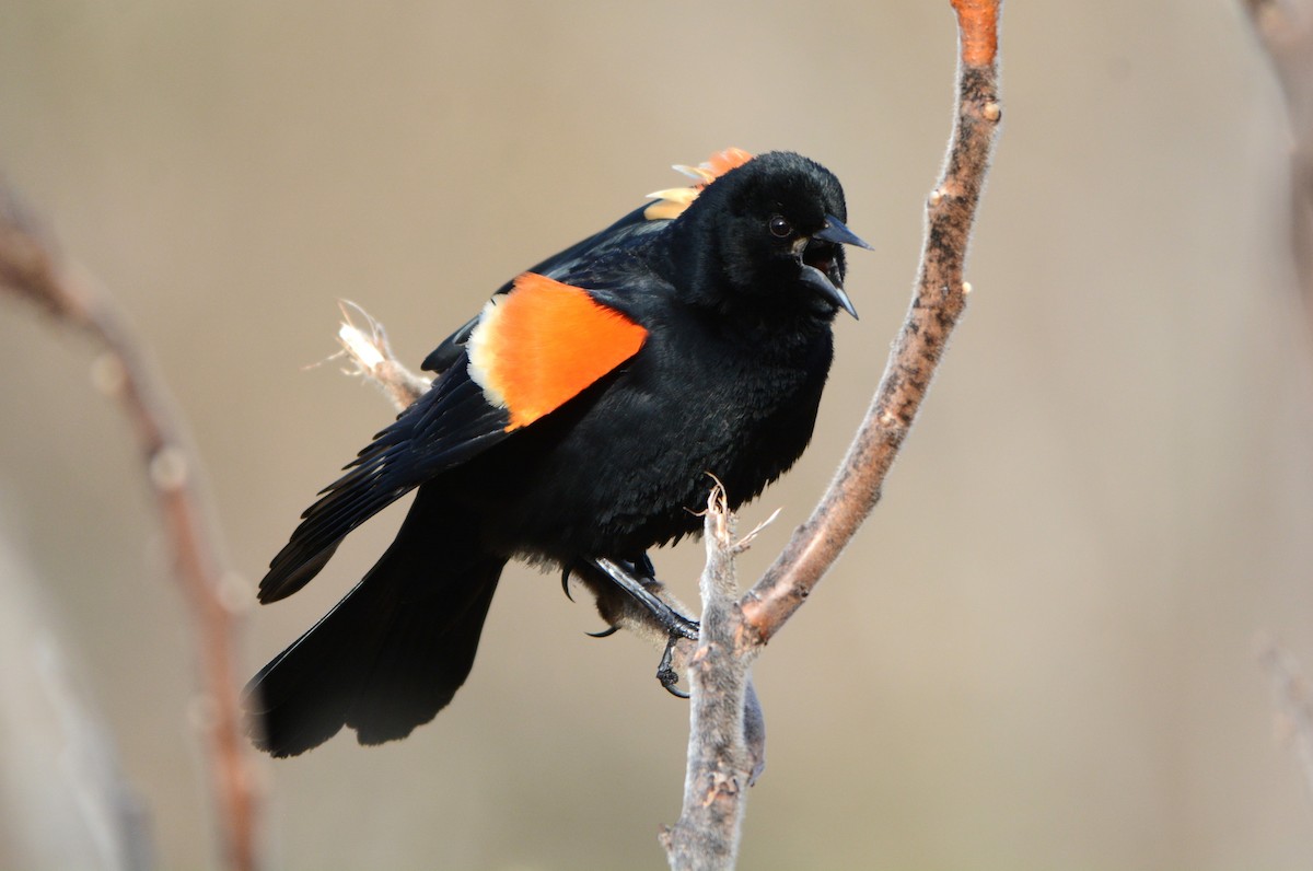 Red-winged Blackbird - Steve Mierzykowski