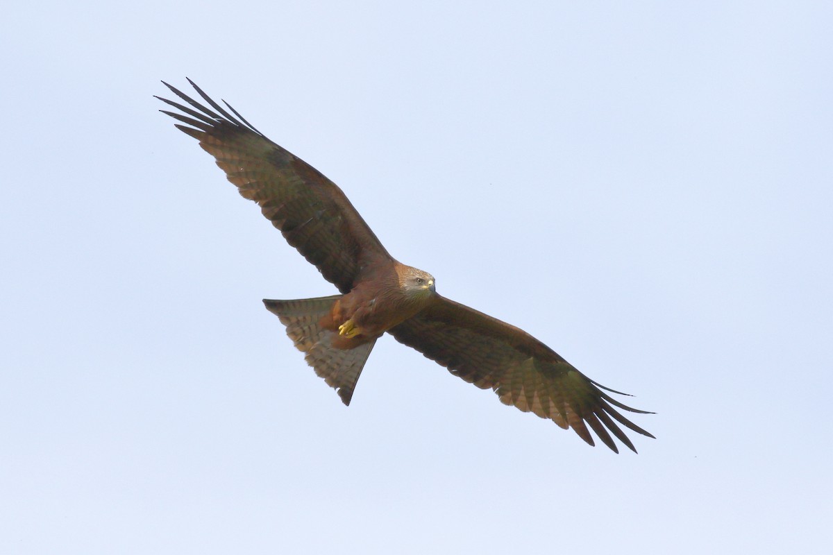 Black Kite - Joe Stockwell