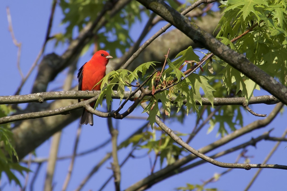 Scarlet Tanager - ML618154208