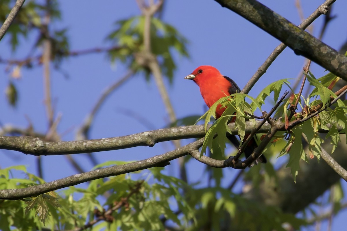 Scarlet Tanager - ML618154209