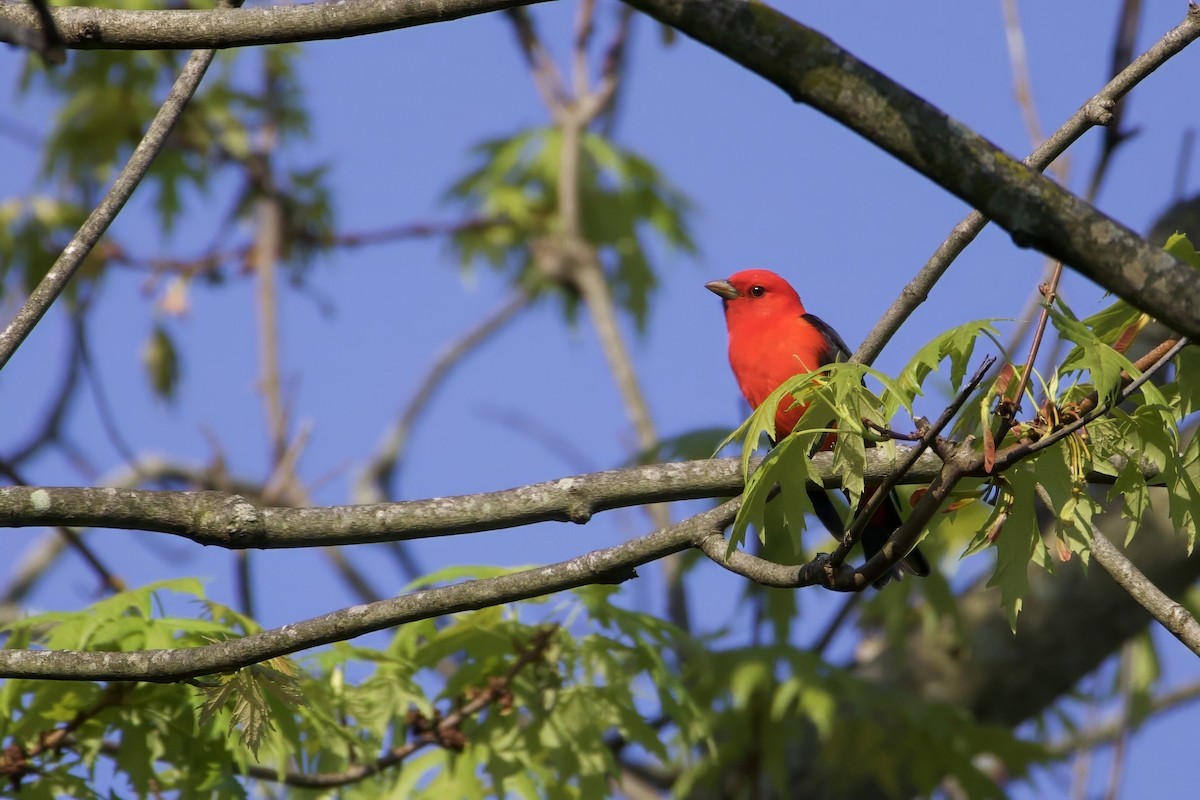 Scarlet Tanager - ML618154210