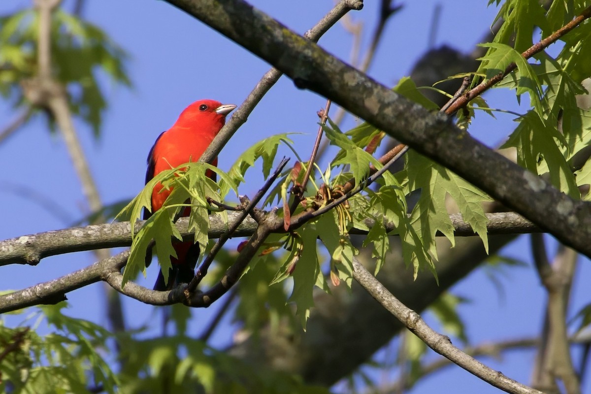 Scarlet Tanager - ML618154211