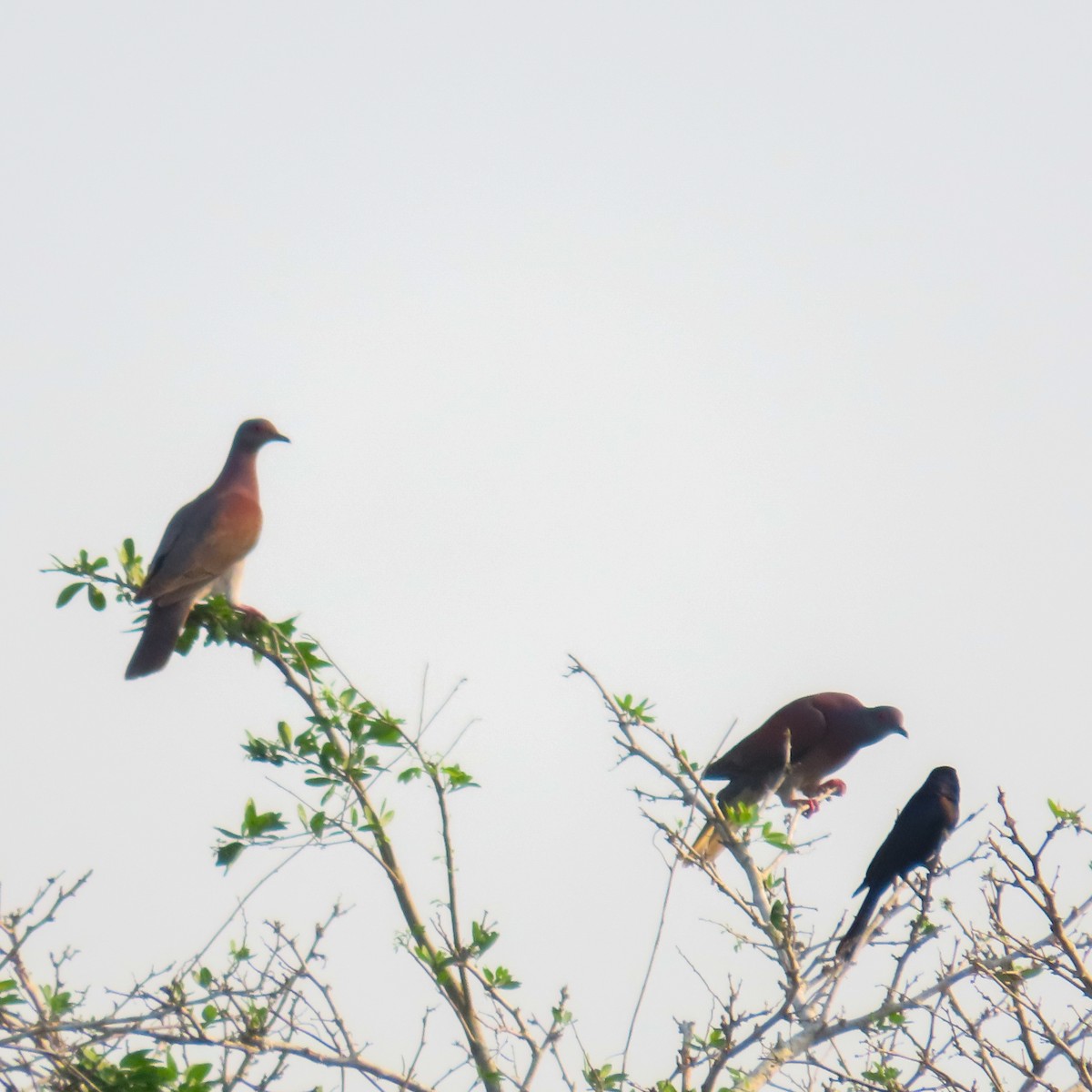 Pale-vented Pigeon - ML618154215