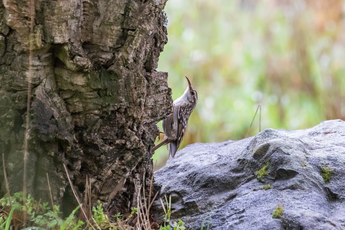 Short-toed Treecreeper - Martin  Flack