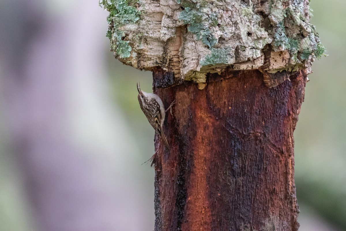 Short-toed Treecreeper - Martin  Flack