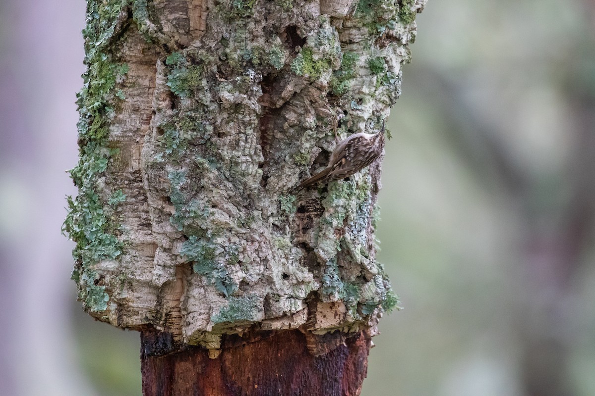 Short-toed Treecreeper - Martin  Flack