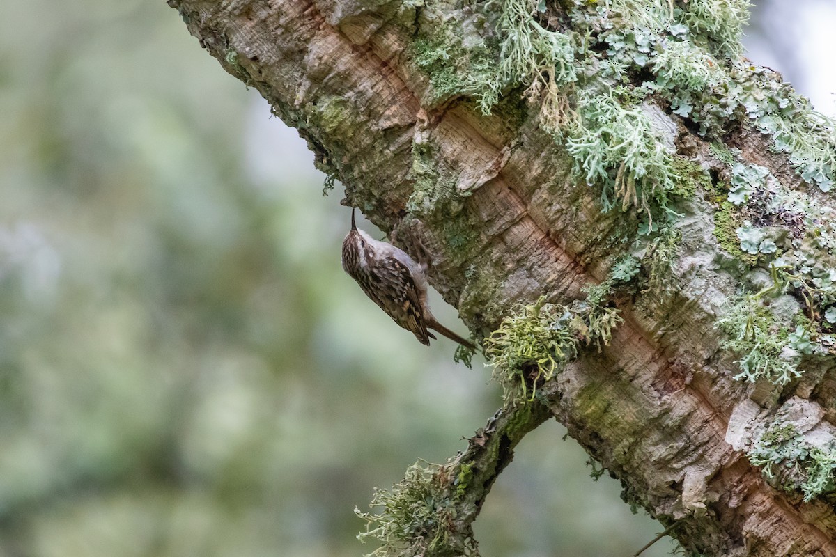 Short-toed Treecreeper - Martin  Flack