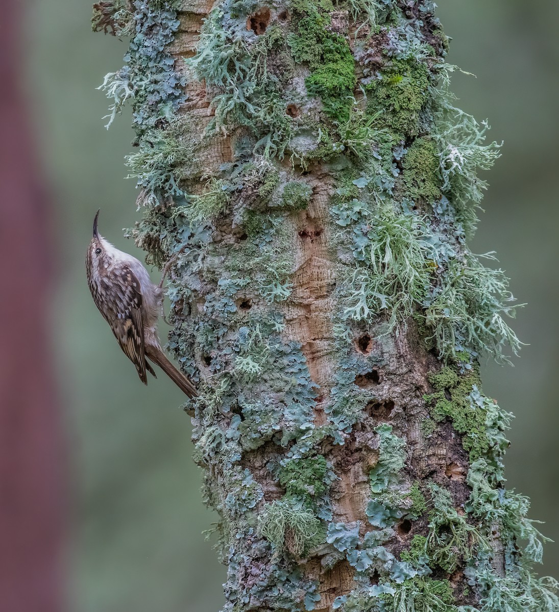 Short-toed Treecreeper - Martin  Flack