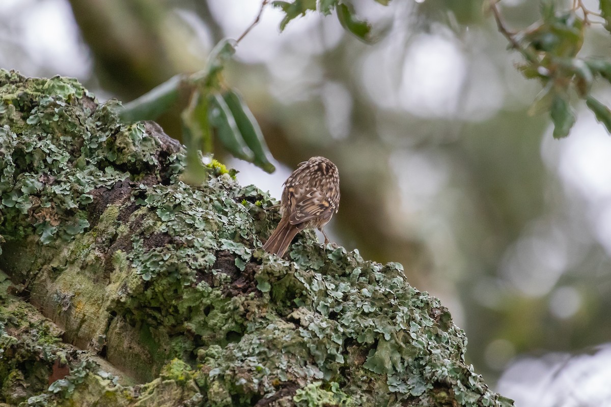 Short-toed Treecreeper - Martin  Flack