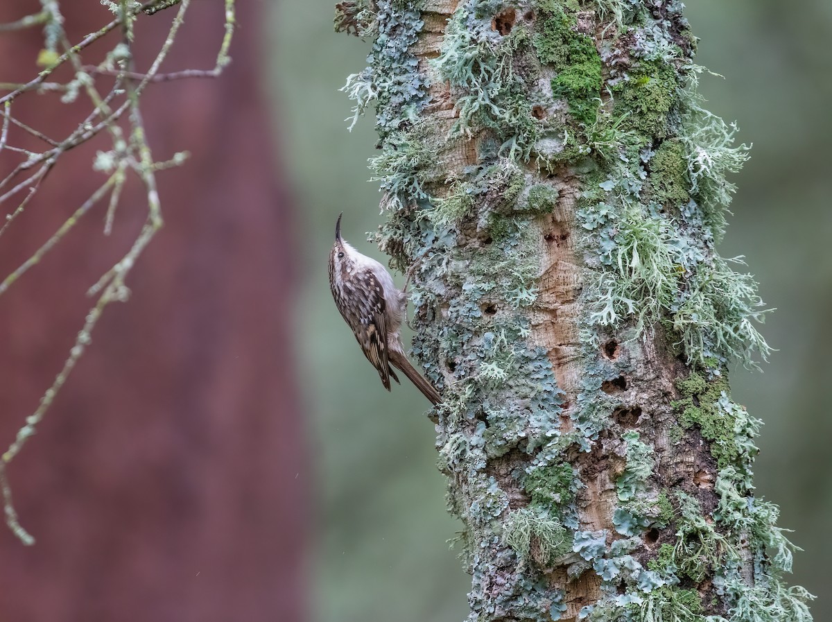 Short-toed Treecreeper - Martin  Flack