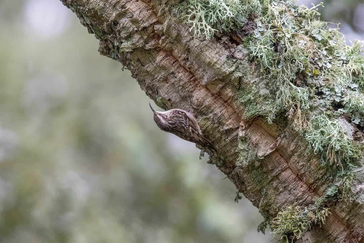 Short-toed Treecreeper - ML618154243