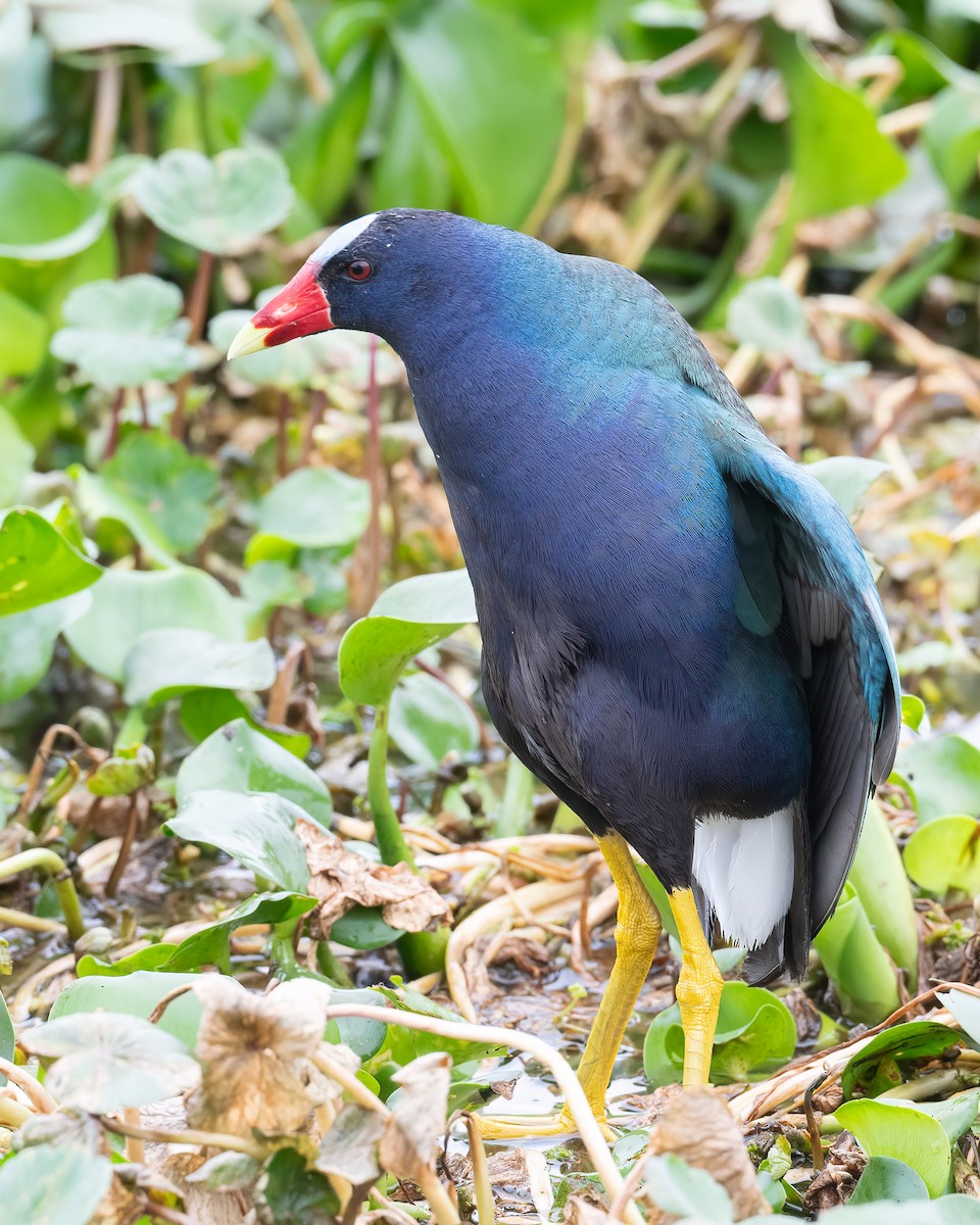 Purple Gallinule - Eric Ripma