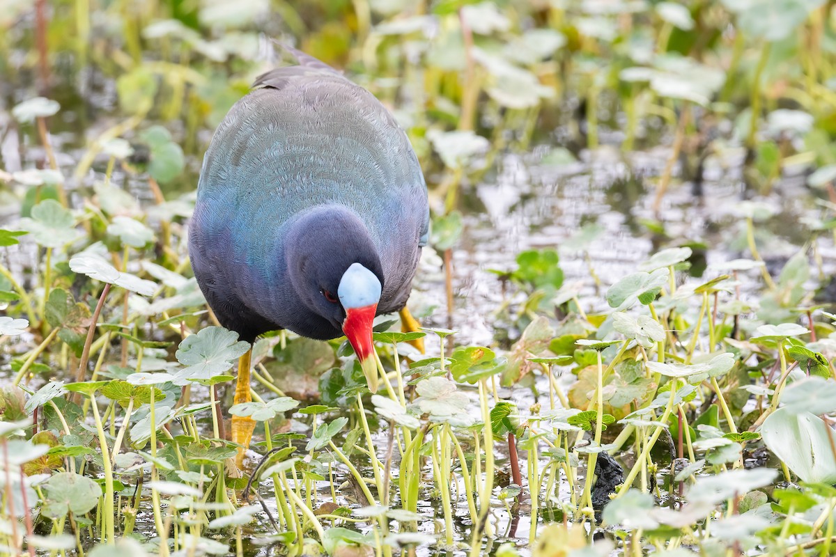 Purple Gallinule - ML618154248