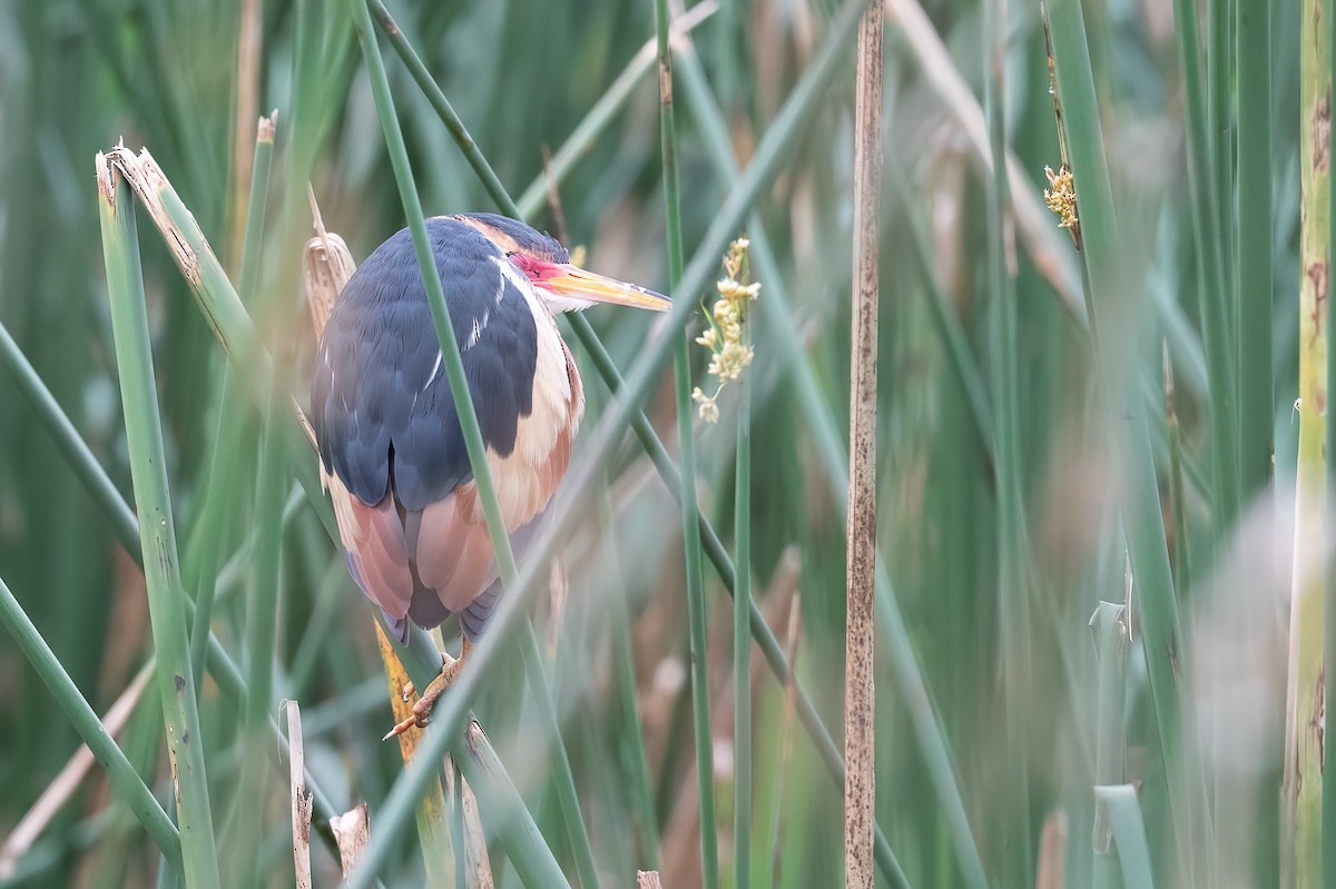 Least Bittern - Eric Ripma