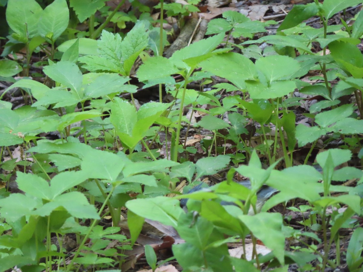 Tufted Titmouse - ML618154252