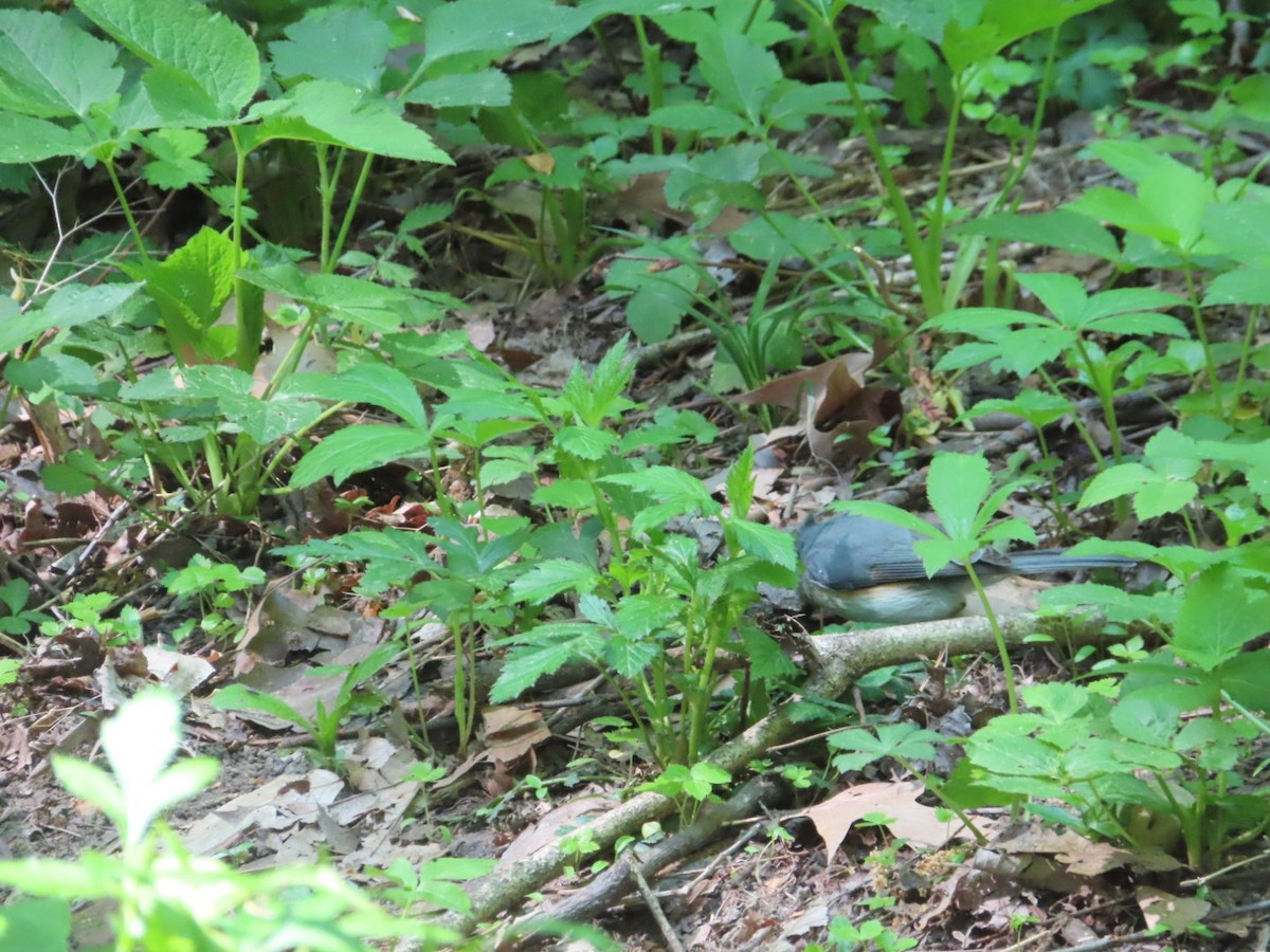 Tufted Titmouse - ML618154253