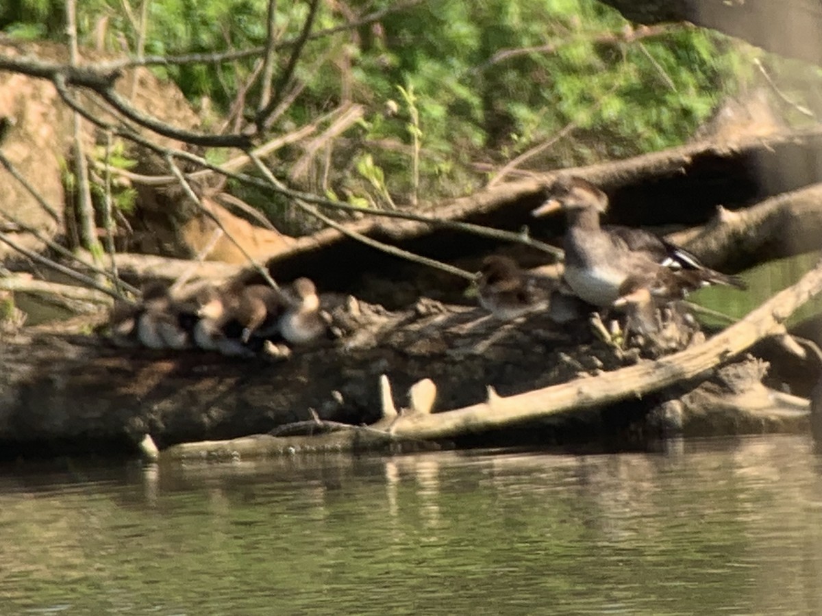 Hooded Merganser - David Bernstein