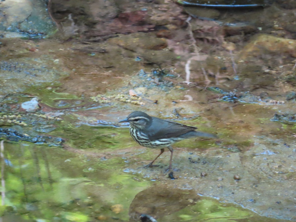 Northern Waterthrush - Susan Gorsky