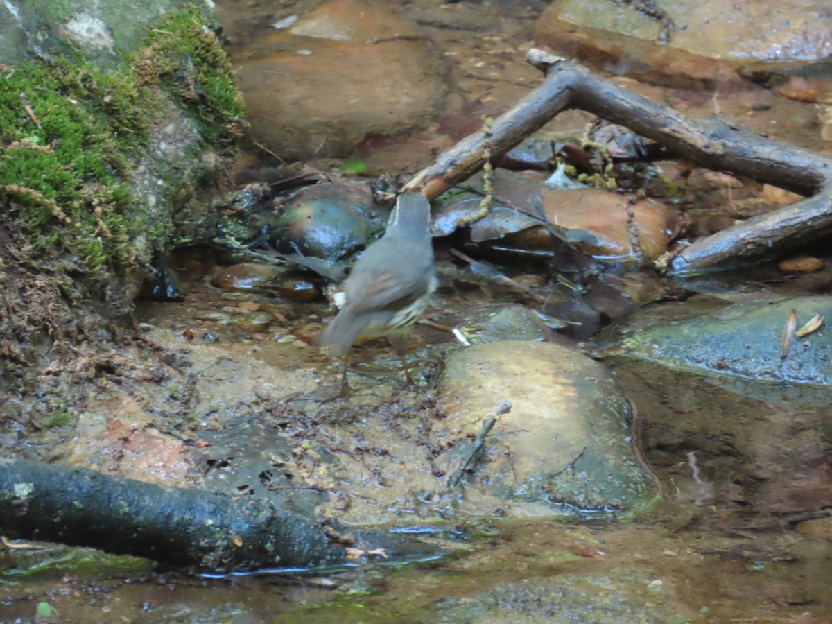 Northern Waterthrush - Susan Gorsky