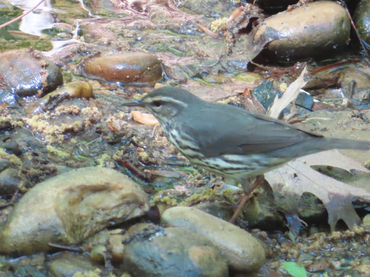 Northern Waterthrush - Susan Gorsky