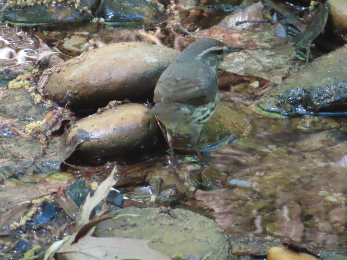 Northern Waterthrush - Susan Gorsky