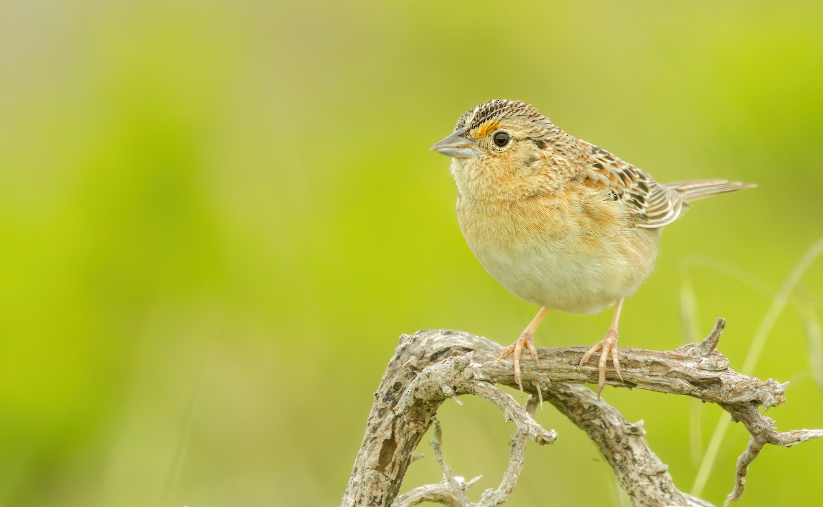 Grasshopper Sparrow - ML618154271