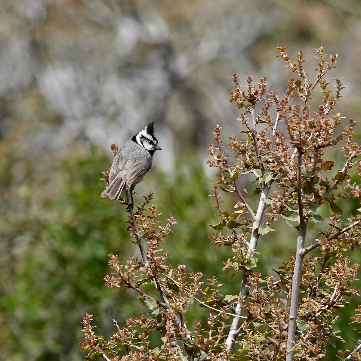 Bridled Titmouse - allison shock