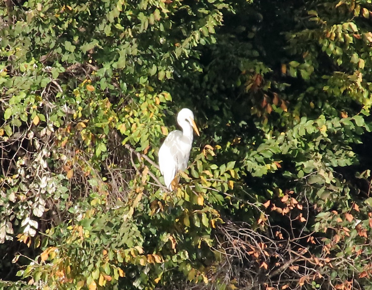 Great Egret - Patricio Camacho