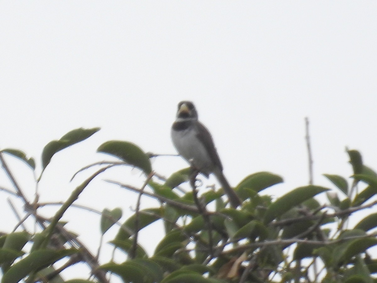 Double-collared Seedeater - bob butler