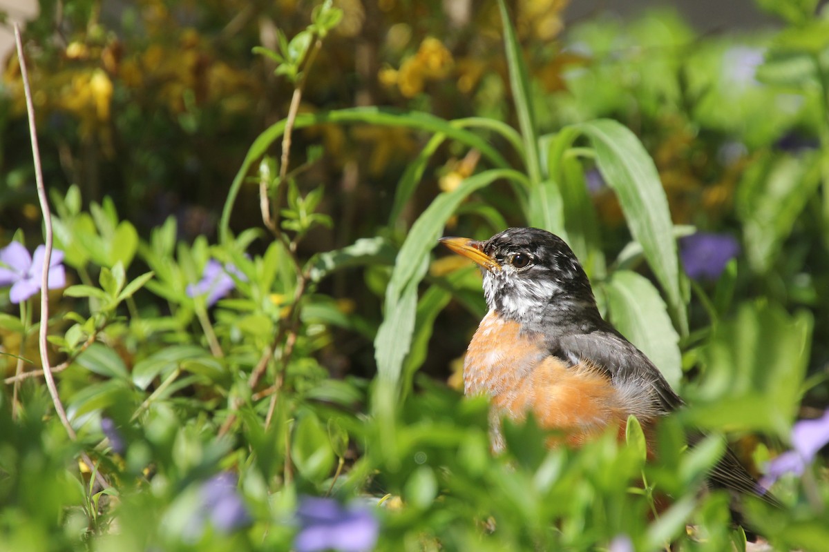 American Robin - Sarah Rackowski