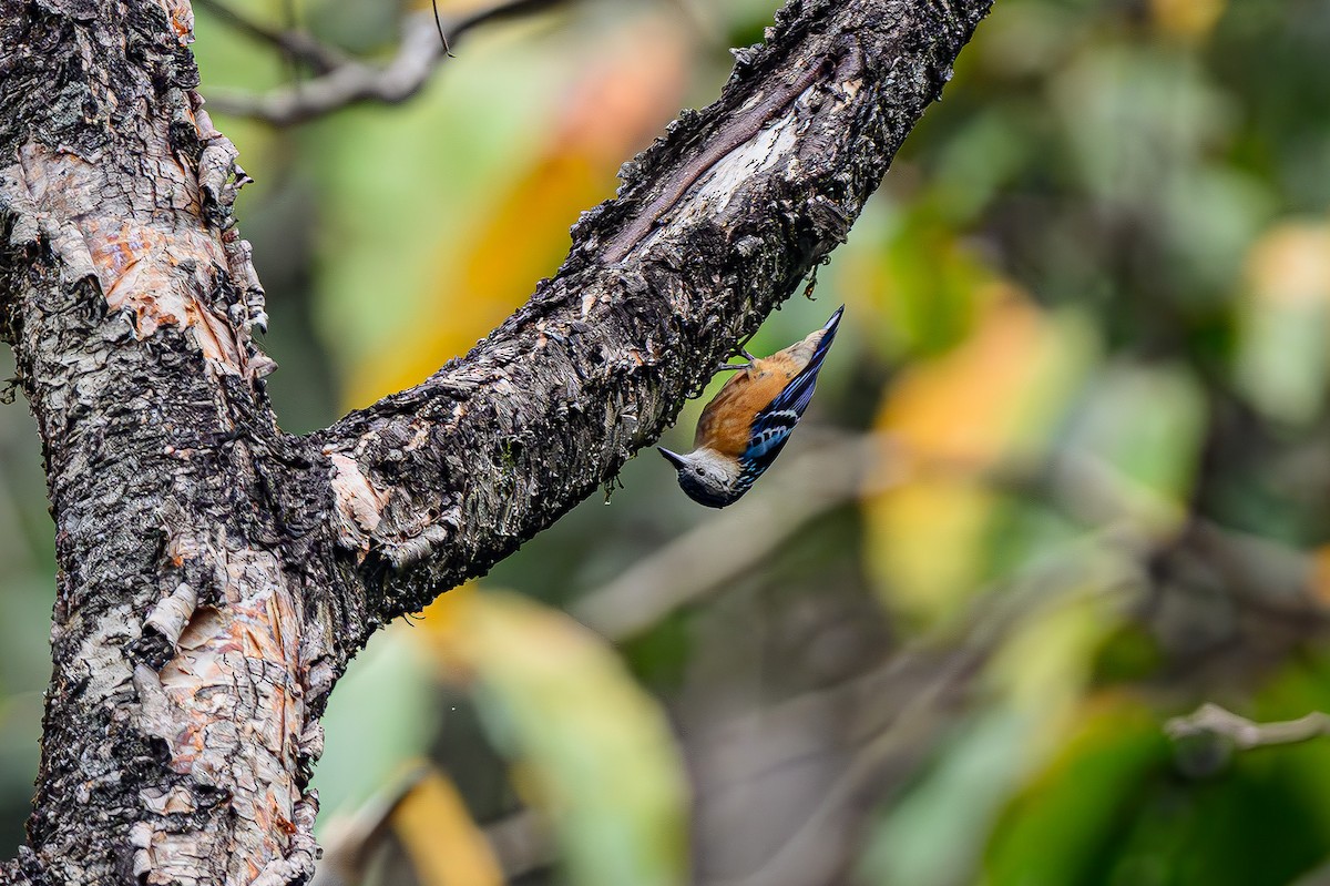 Beautiful Nuthatch - Sudhir Paul