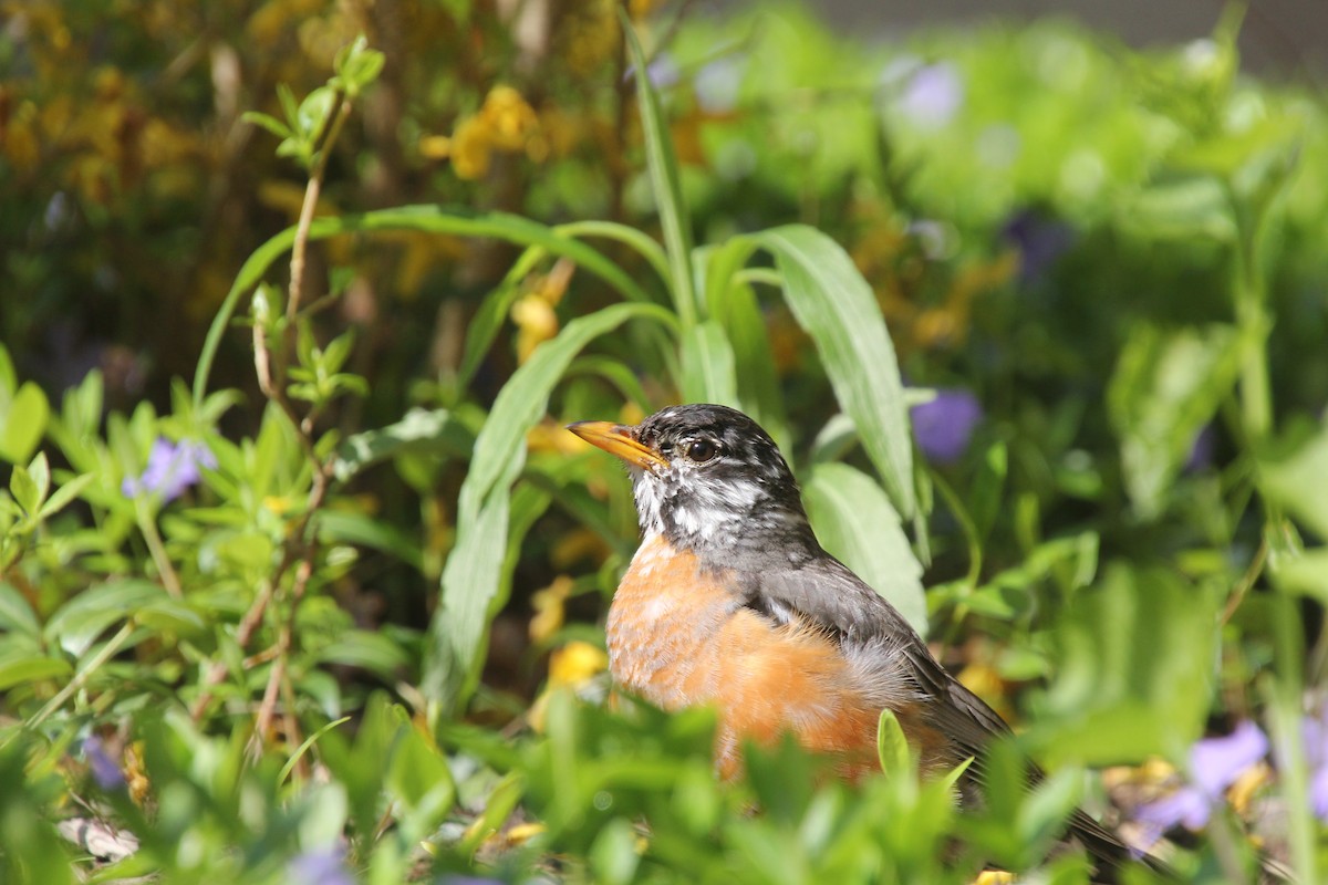 American Robin - Sarah rackowski