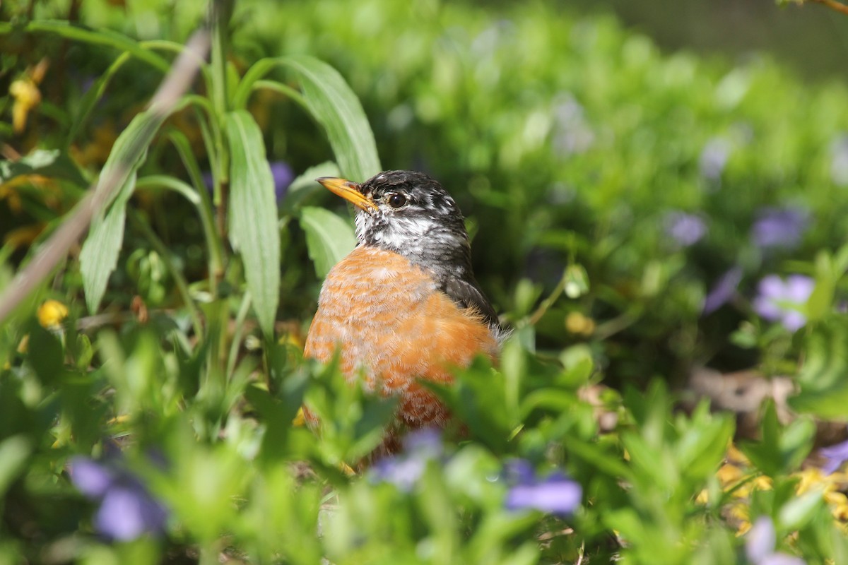 American Robin - Sarah Rackowski